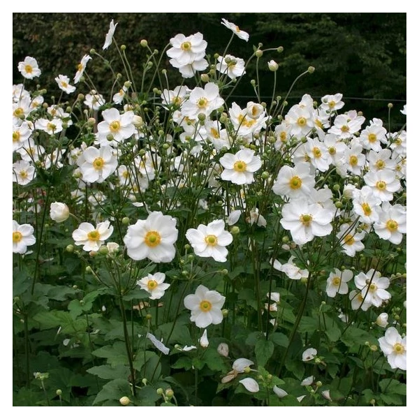 Anemone × hybrida 'Honorine Jobert' - Szellőrózsa