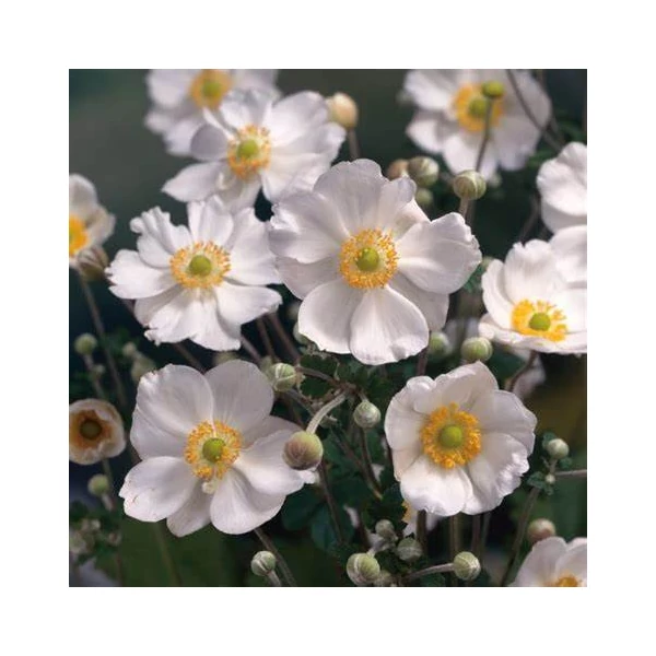 Anemone × hybrida 'Honorine Jobert' - Szellőrózsa