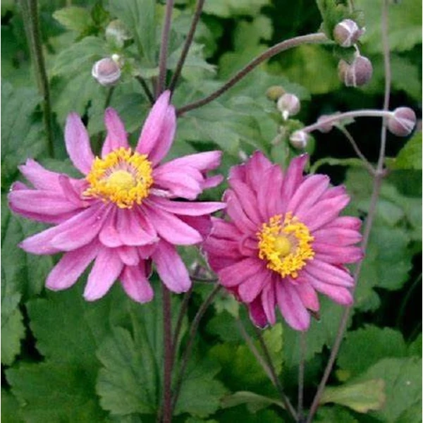 Anemone × hybrida 'Pamina' - Szellőrózsa