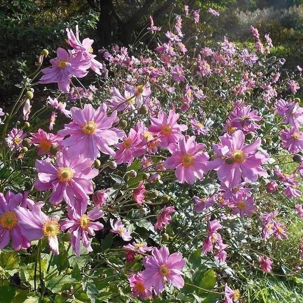 Anemone × hybrida 'Pamina' - Szellőrózsa