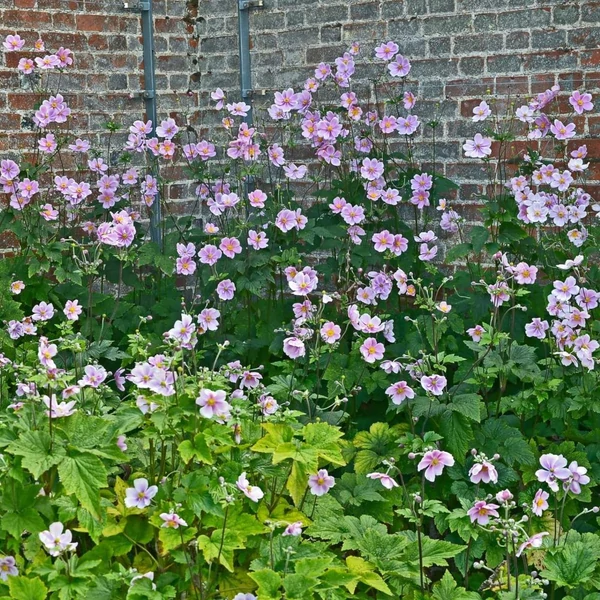 Anemone × hybrida 'Serenade' - Szellőrózsa