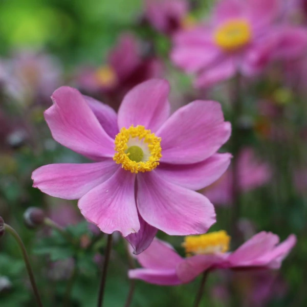 Anemone × hybrida 'Serenade' - Szellőrózsa
