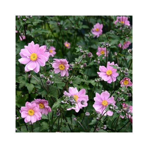 Anemone × hybrida 'Serenade' - Szellőrózsa