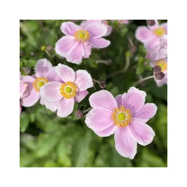 Anemone tomentosa 'Royal Blush'® – Szellőrózsa