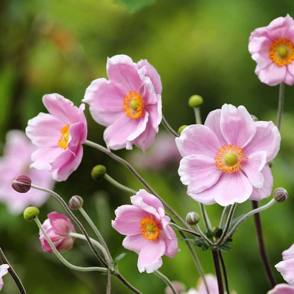 Anemone tomentosa (vitifolia) 'Robustissima' - Szőlőlevelű szellőrózsa (Nepáli szellőrózsa)