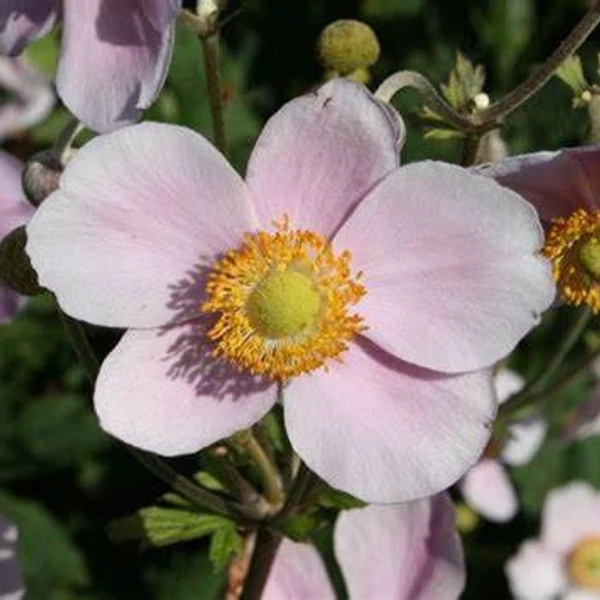 Anemone tomentosa (vitifolia) 'Robustissima' - Szőlőlevelű szellőrózsa (Nepáli szellőrózsa)