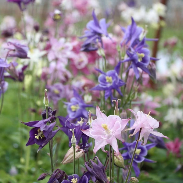 Aquilegia 'Biedermeier' - Harangláb (színkeverék)