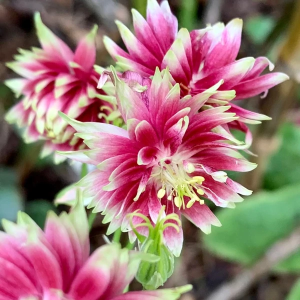 Aquilegia 'Nora Barlow' - Harangláb