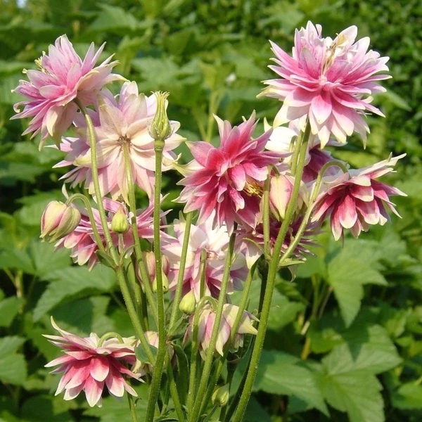 Aquilegia 'Nora Barlow' - Harangláb