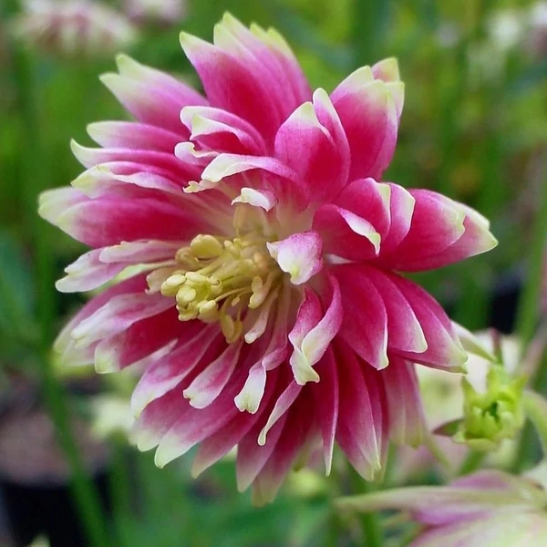 Aquilegia 'Nora Barlow' - Harangláb