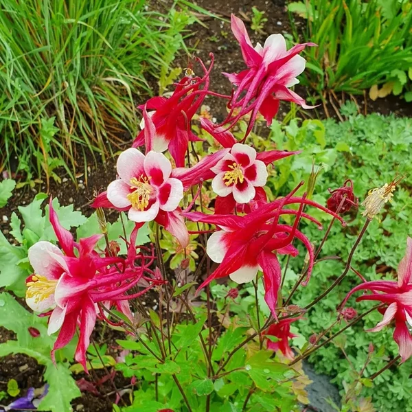 Aquilegia 'Red Hobbit' – Harangláb