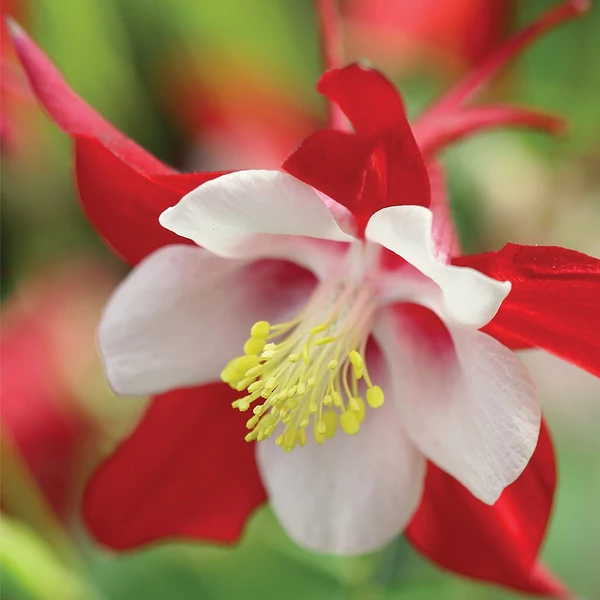 Aquilegia 'Red Hobbit' – Harangláb