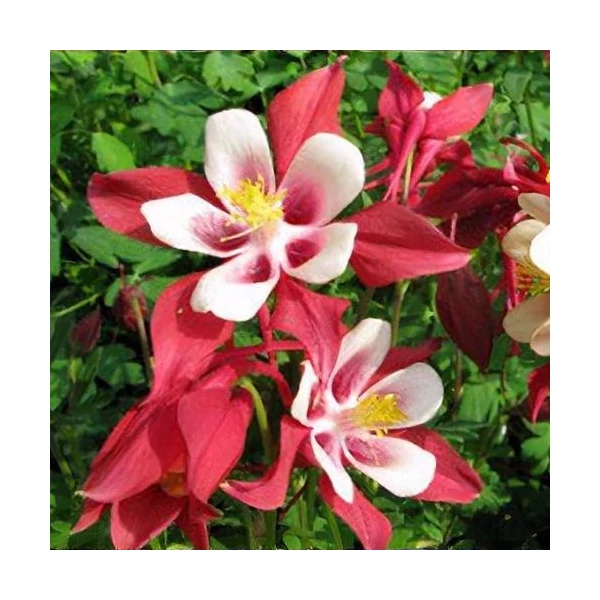 Aquilegia 'Red Hobbit' – Harangláb