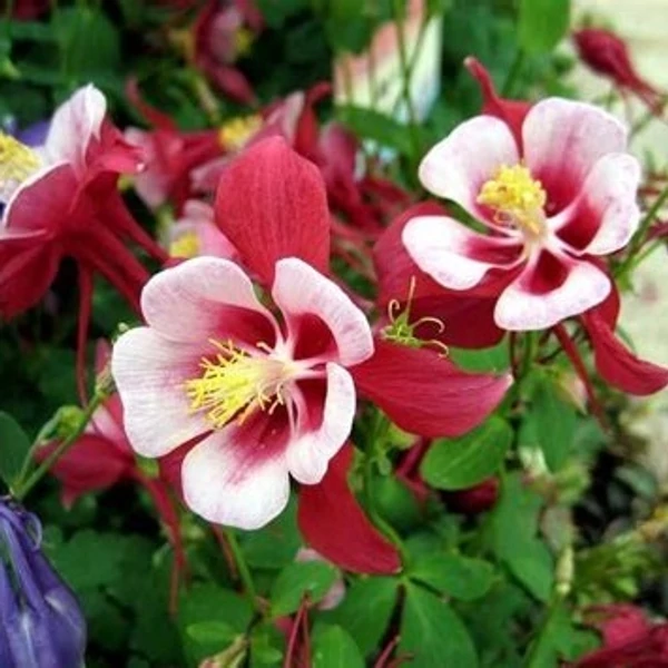 Aquilegia 'Red Hobbit' – Harangláb