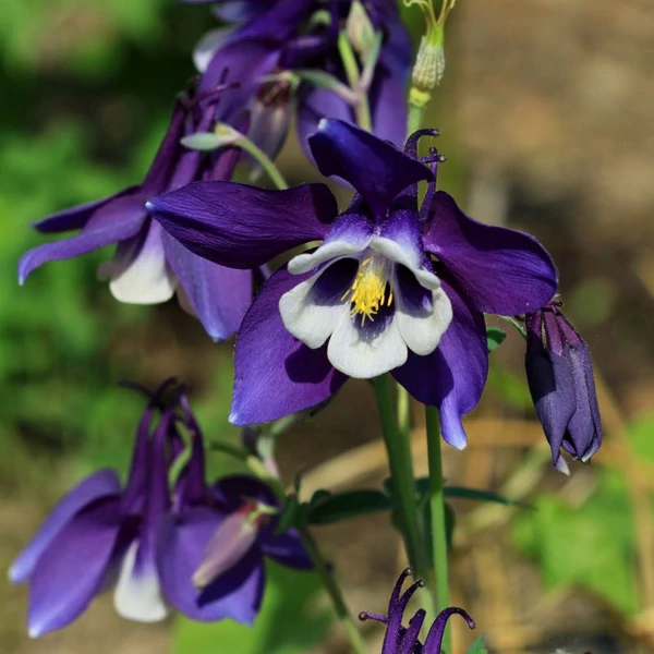 Aquilegia 'Spring Magic Navy and White' - Harangláb