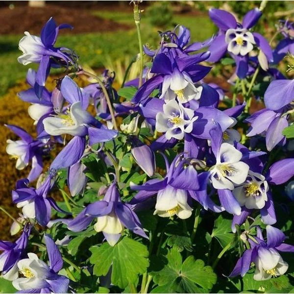 Aquilegia 'Spring Magic Navy and White' - Harangláb