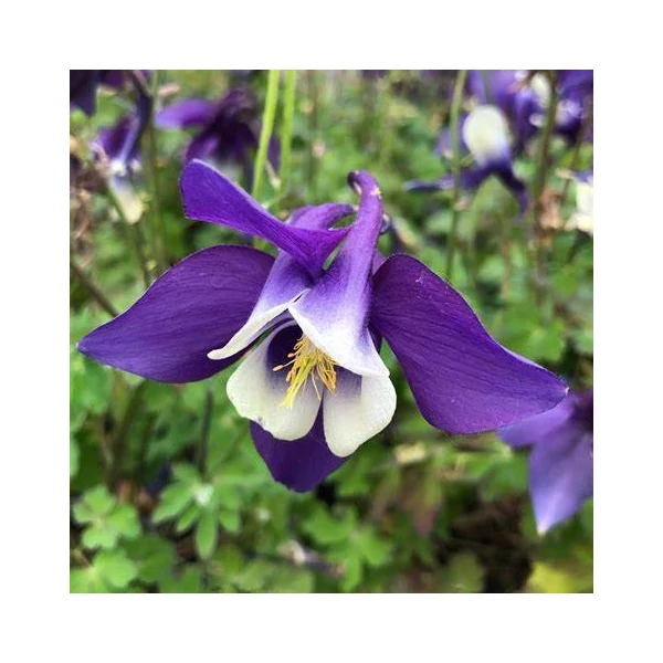 Aquilegia 'Spring Magic Navy and White' - Harangláb
