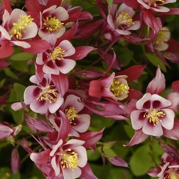 Aquilegia 'Spring Magic Rose and Ivory' - Harangláb