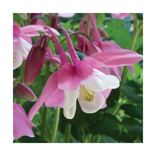 Aquilegia 'Spring Magic Rose and White' – Harangláb (rózsaszín-fehér)