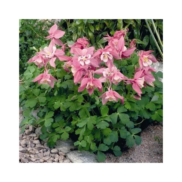 Aquilegia 'Spring Magic Rose and White' – Harangláb (rózsaszín-fehér)
