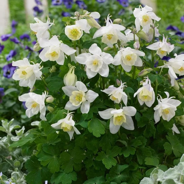 Aquilegia 'Spring Magic White' - Harangláb
