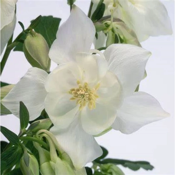 Aquilegia 'Spring Magic White' - Harangláb