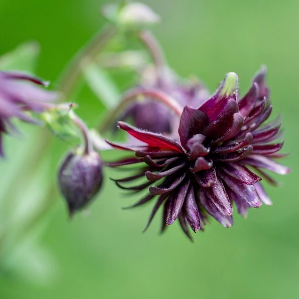 Aquilegia vulgaris 'Black Barlow' – Kerti harangláb