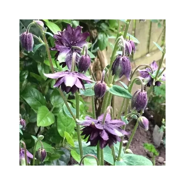 Aquilegia vulgaris 'Black Barlow' – Kerti harangláb