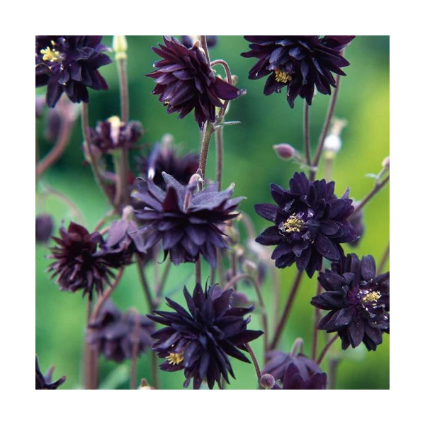 Aquilegia vulgaris 'Black Barlow' – Kerti harangláb