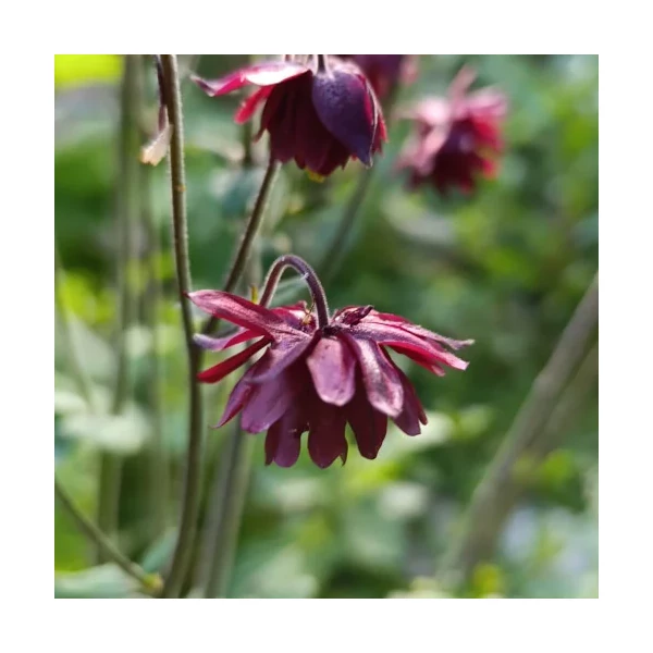 Aquilegia vulgaris 'Bordeaux Barlow' – Kerti harangláb