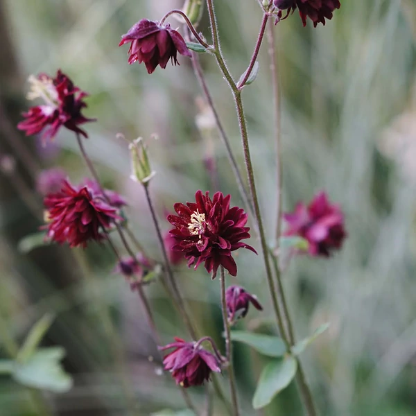 Aquilegia vulgaris 'Bordeaux Barlow' – Kerti harangláb