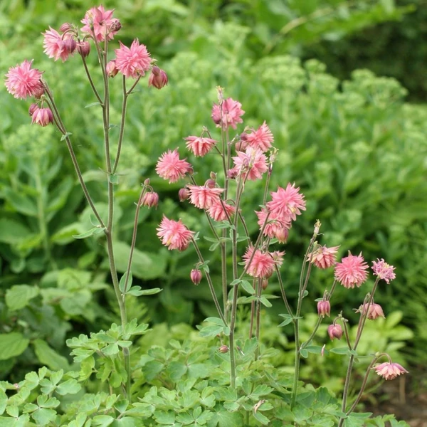 Aquilegia vulgaris 'Rose Barlow' – Kerti harangláb