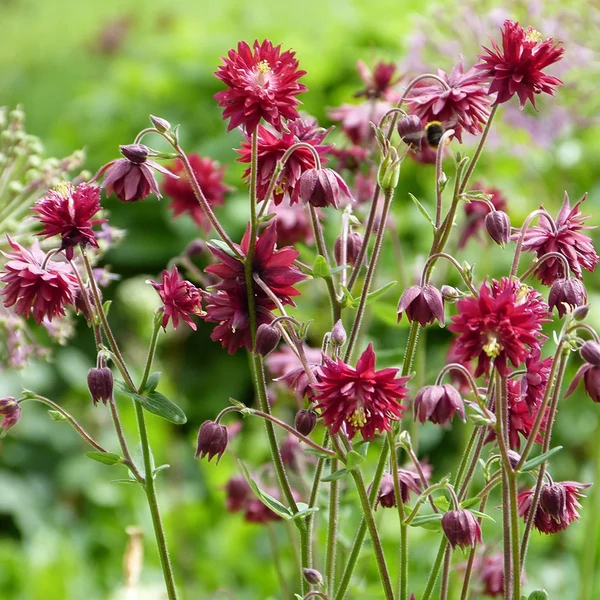 Aquilegia vulgaris 'Ruby Port' – Kerti harangláb