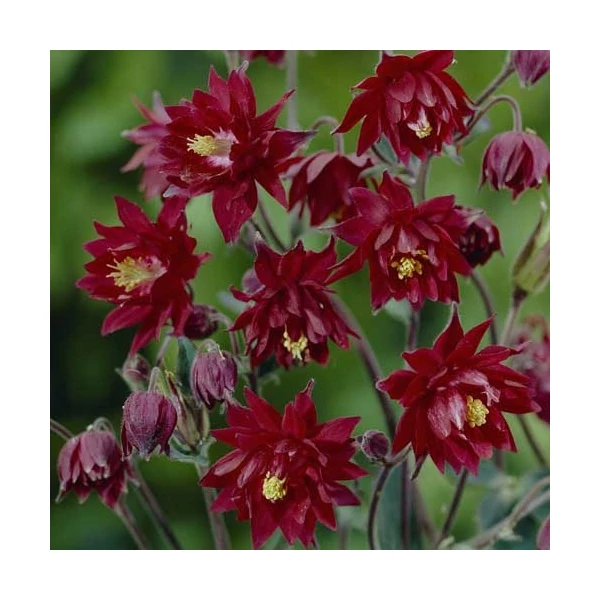 Aquilegia vulgaris 'Ruby Port' – Kerti harangláb