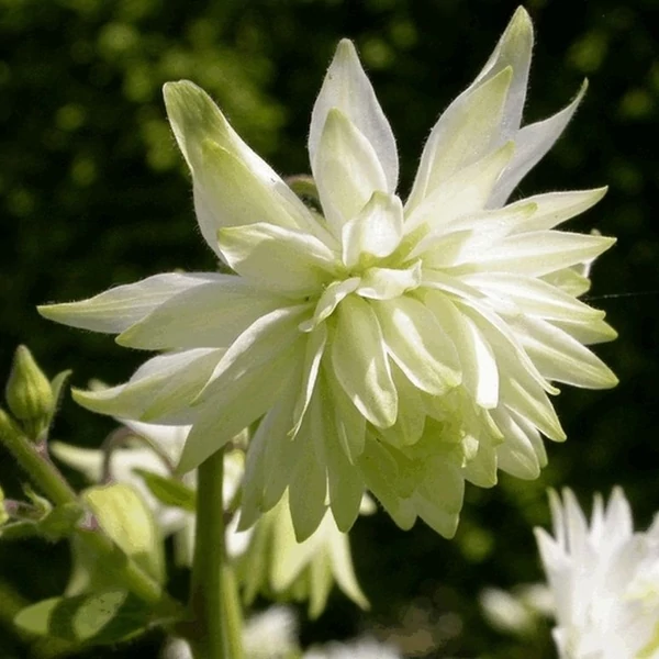 Aquilegia vulgaris 'White Barlow' – Harangláb
