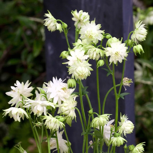 Aquilegia vulgaris 'White Barlow' – Harangláb