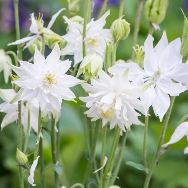 Aquilegia vulgaris 'White Barlow' – Harangláb