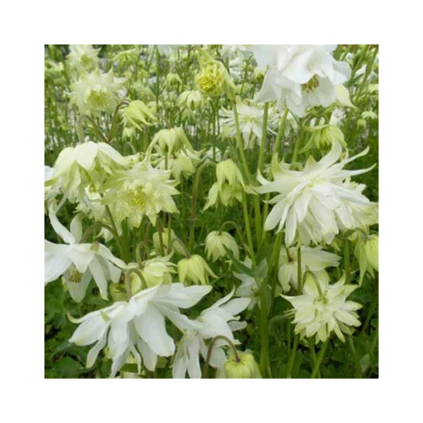 Aquilegia vulgaris 'White Barlow' – Harangláb