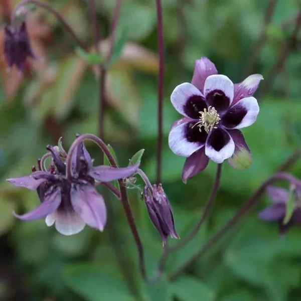 Aquilegia vulgaris 'William Guiness' – Kerti harangláb