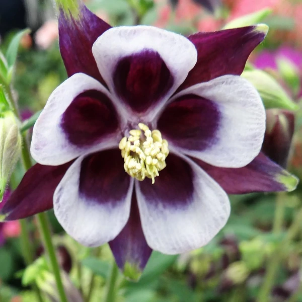 Aquilegia vulgaris 'William Guiness' – Kerti harangláb