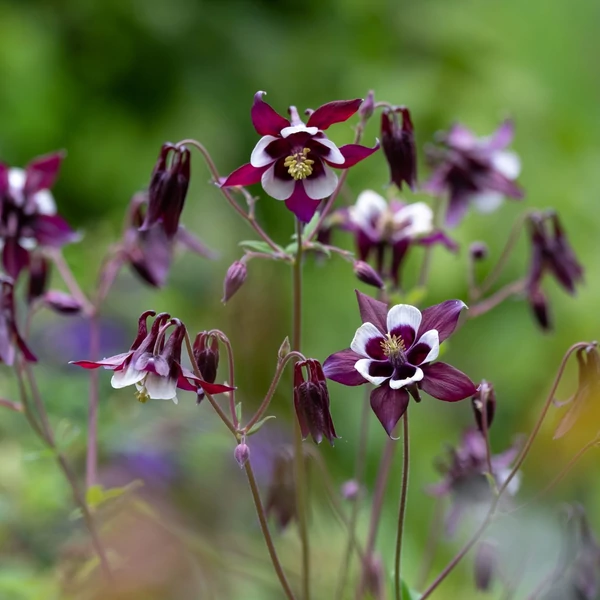 Aquilegia vulgaris 'William Guiness' – Kerti harangláb