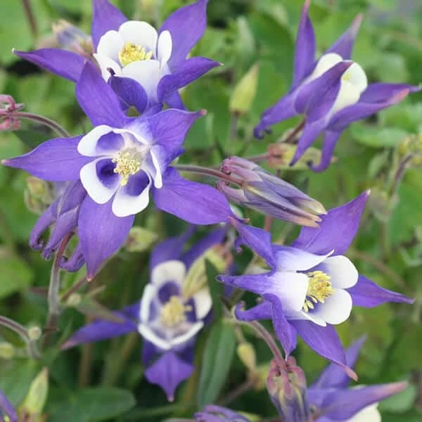 Aquilegia vulgaris 'Winky Blue & White' - Kerti harangláb