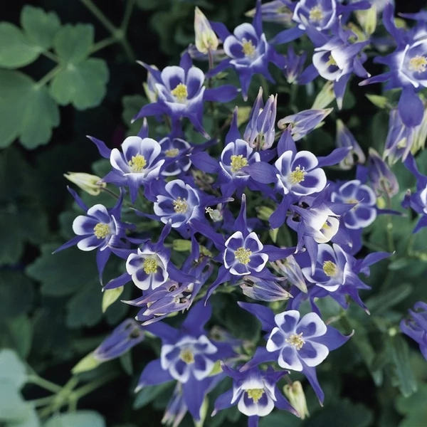 Aquilegia vulgaris 'Winky Blue & White' - Kerti harangláb