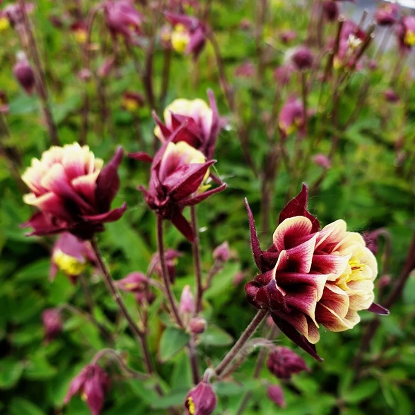 Aquilegia vulgaris 'Winky Double Red & White' - Harangláb
