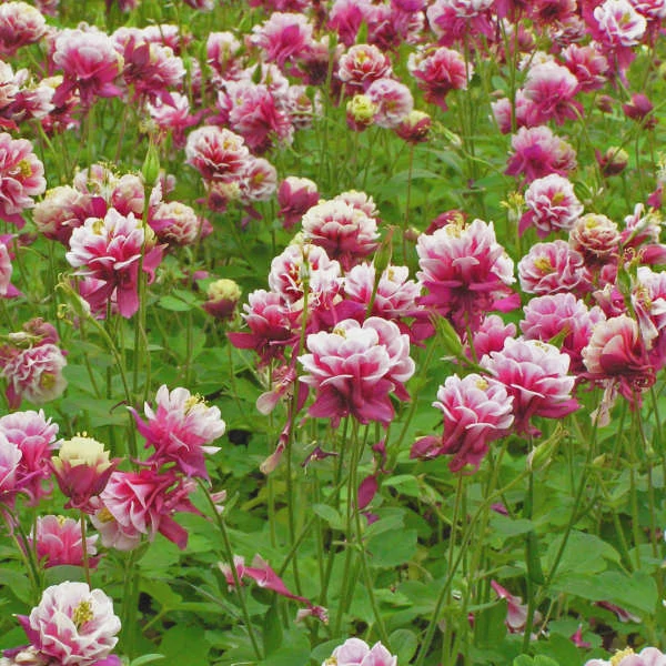 Aquilegia vulgaris 'Winky Double Red & White' - Harangláb