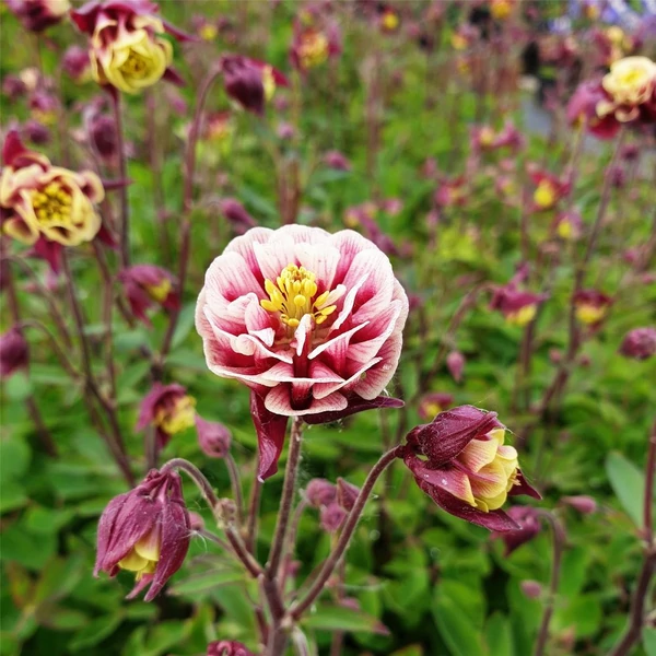 Aquilegia vulgaris 'Winky Double Red & White' - Harangláb
