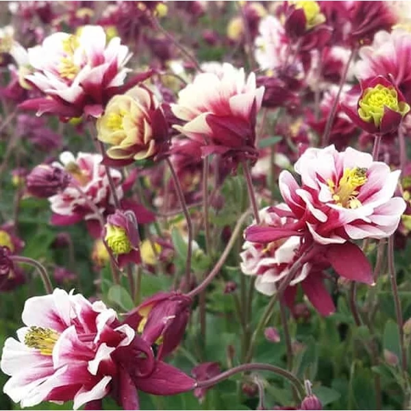 Aquilegia vulgaris 'Winky Double Red & White' - Harangláb