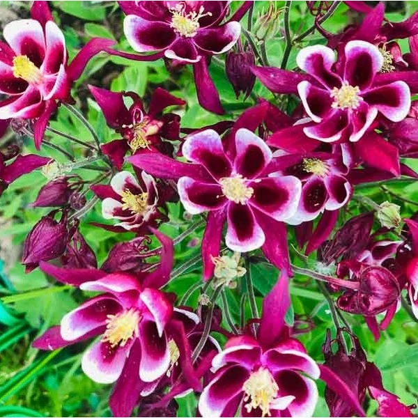 Aquilegia vulgaris 'Winky Red & White' - Harangláb