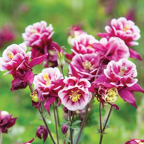 Aquilegia vulgaris 'Winky Red & White' - Harangláb