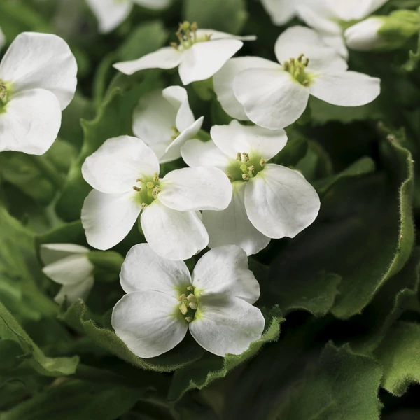 Arabis caucasica 'Little Treasure White' - Kaukázusi ikravirág